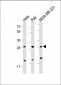 RAB12 Antibody (N-term)